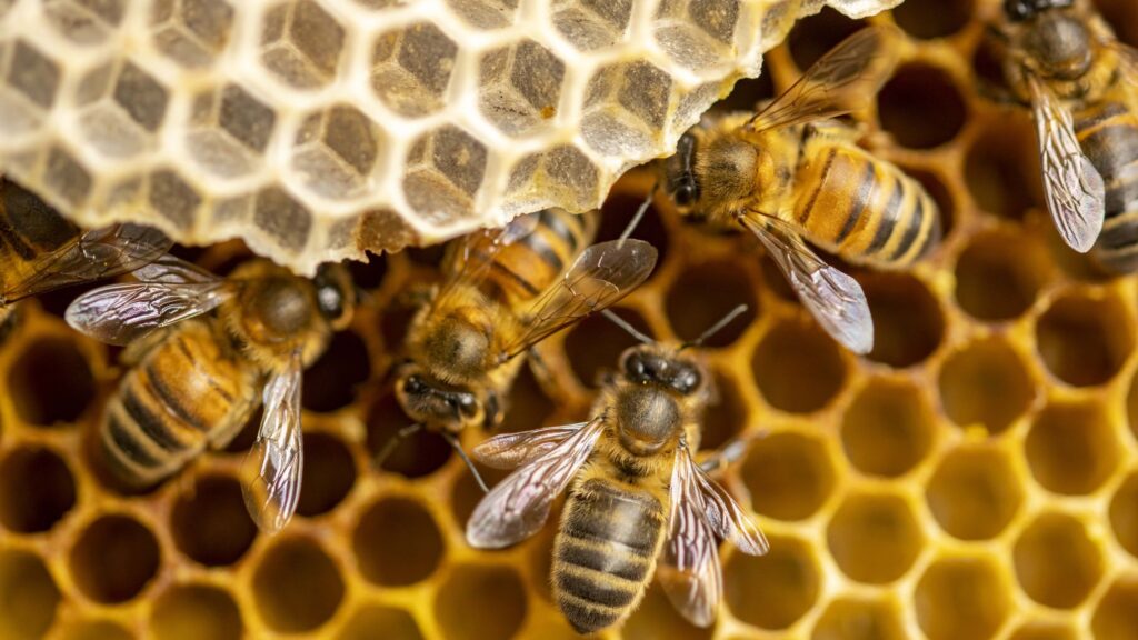 Per realizzare un miele biologico è necessario collocare gli alveari in luoghi assolutamente salubri e naturalmente predisposti alle azioni biologiche delle api.