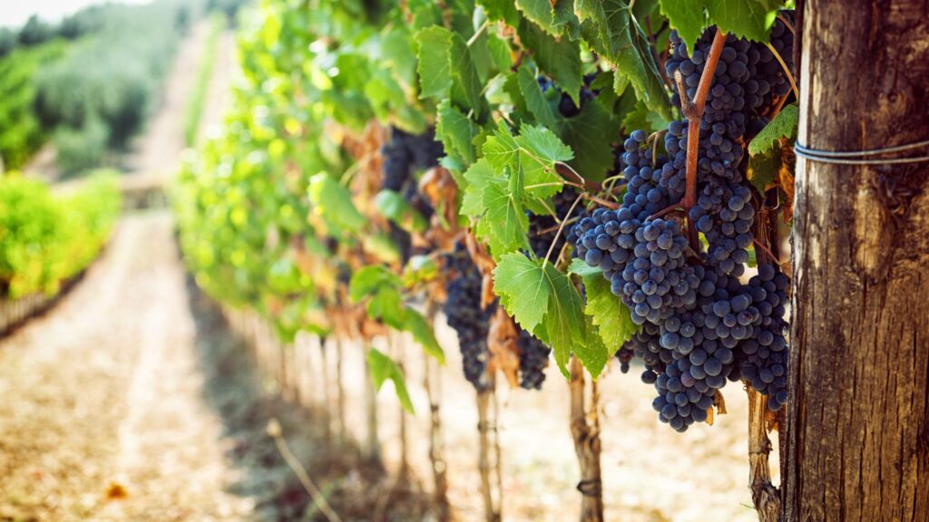 Le uve destinate alla produzione di vino biologico vengono interamente coltivate in modo naturale