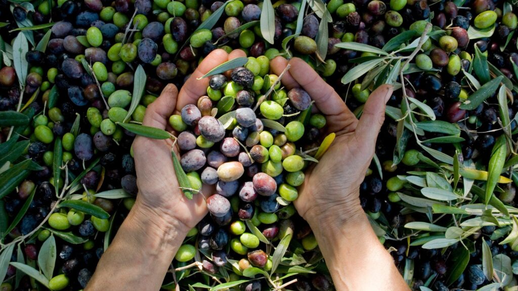 Cosa differenzia l'olio di oliva dall'olio extravergine di oliva? 