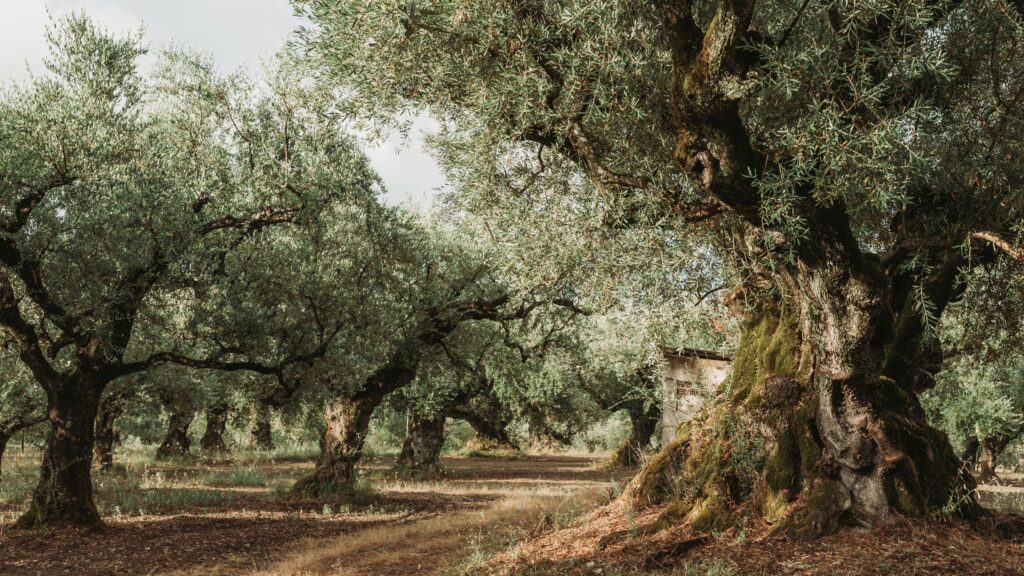 L'olio extravergine di oliva italiano è tra i migliori al mondo.