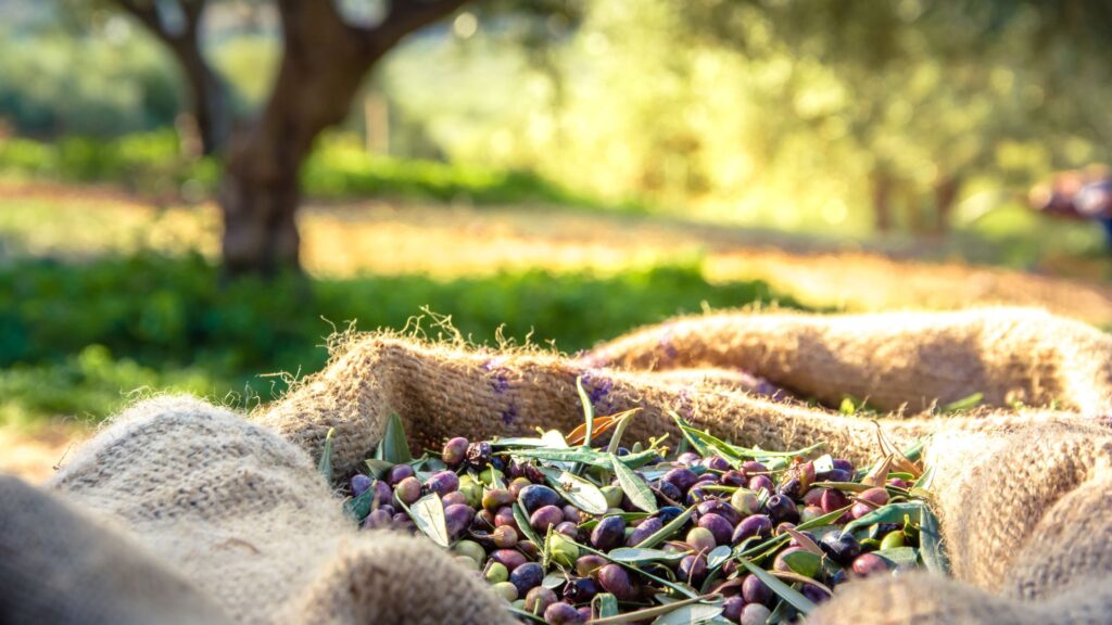 La taggiasca è una varietà eccellente per la produzione di olio extravergine di oliva di alta gamma.